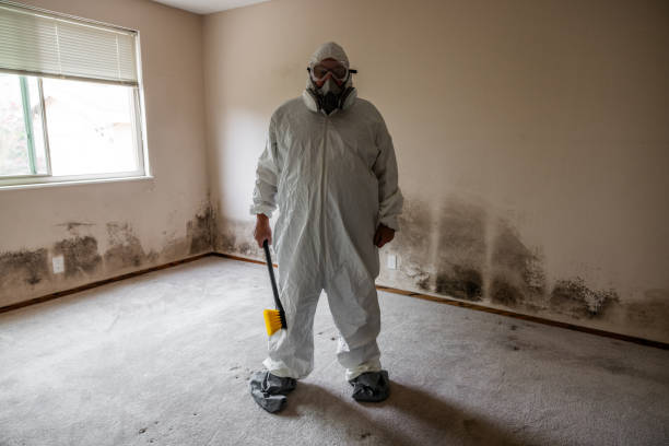 Mold Removal and Inspection in Mauriceville, TX