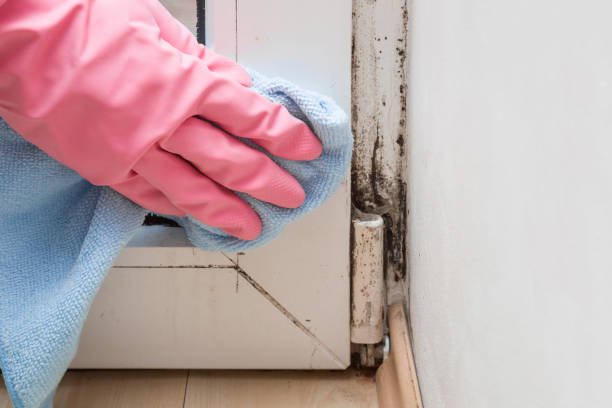 Best Fast Mold Removal  in Mauriceville, TX