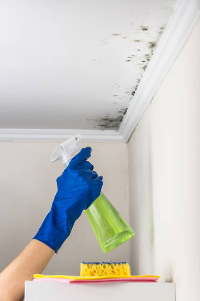 Best Same-Day Mold Removal  in Mauriceville, TX